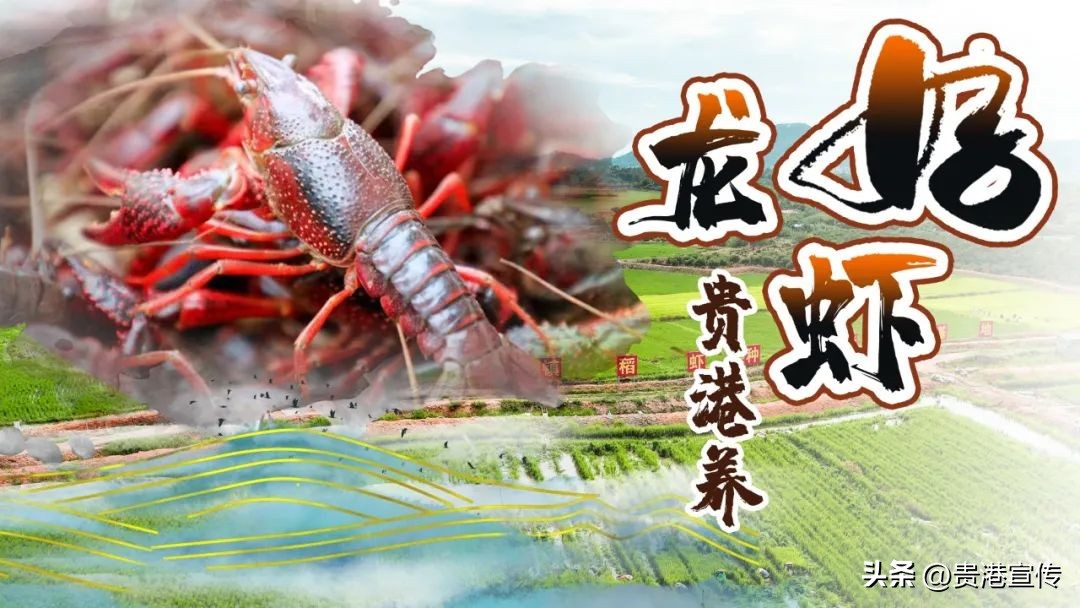 贵港办理户口迁移去哪里办理,贵港易地搬迁