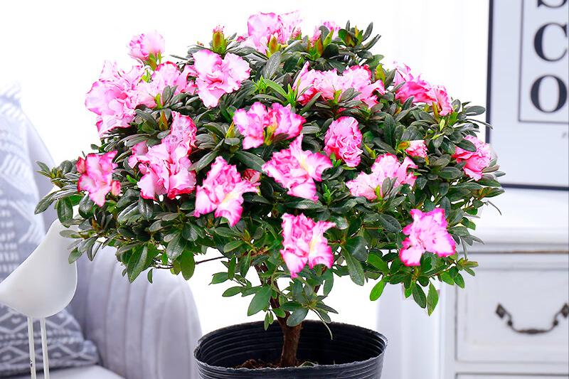 花苞开得过早怎么办,如果花苞一直打不开怎么办