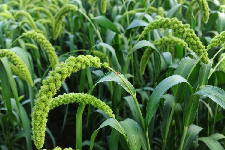 谷穗和狗尾草,谷穗和狗尾草的区别