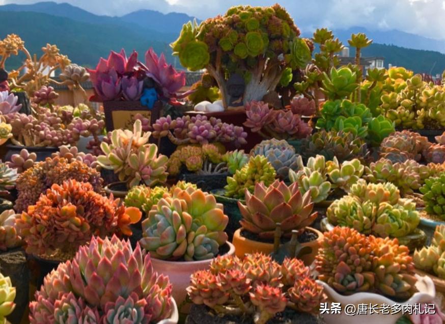 漂亮的多肉都难养是个误区,为什么养多肉的都出坑了