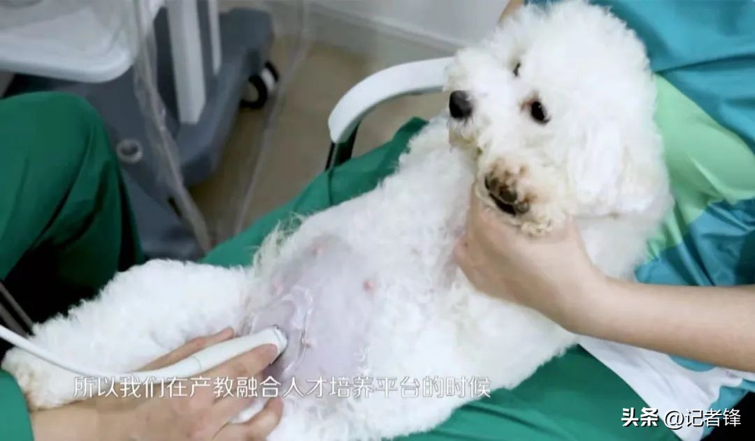 宠物医院盈利模式有哪些,宠物医院赚钱到底有多好赚