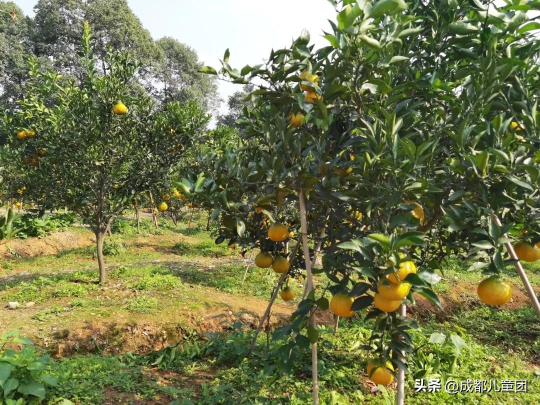 摘草莓橘子的地方推荐,附近摘橘子的地方推荐