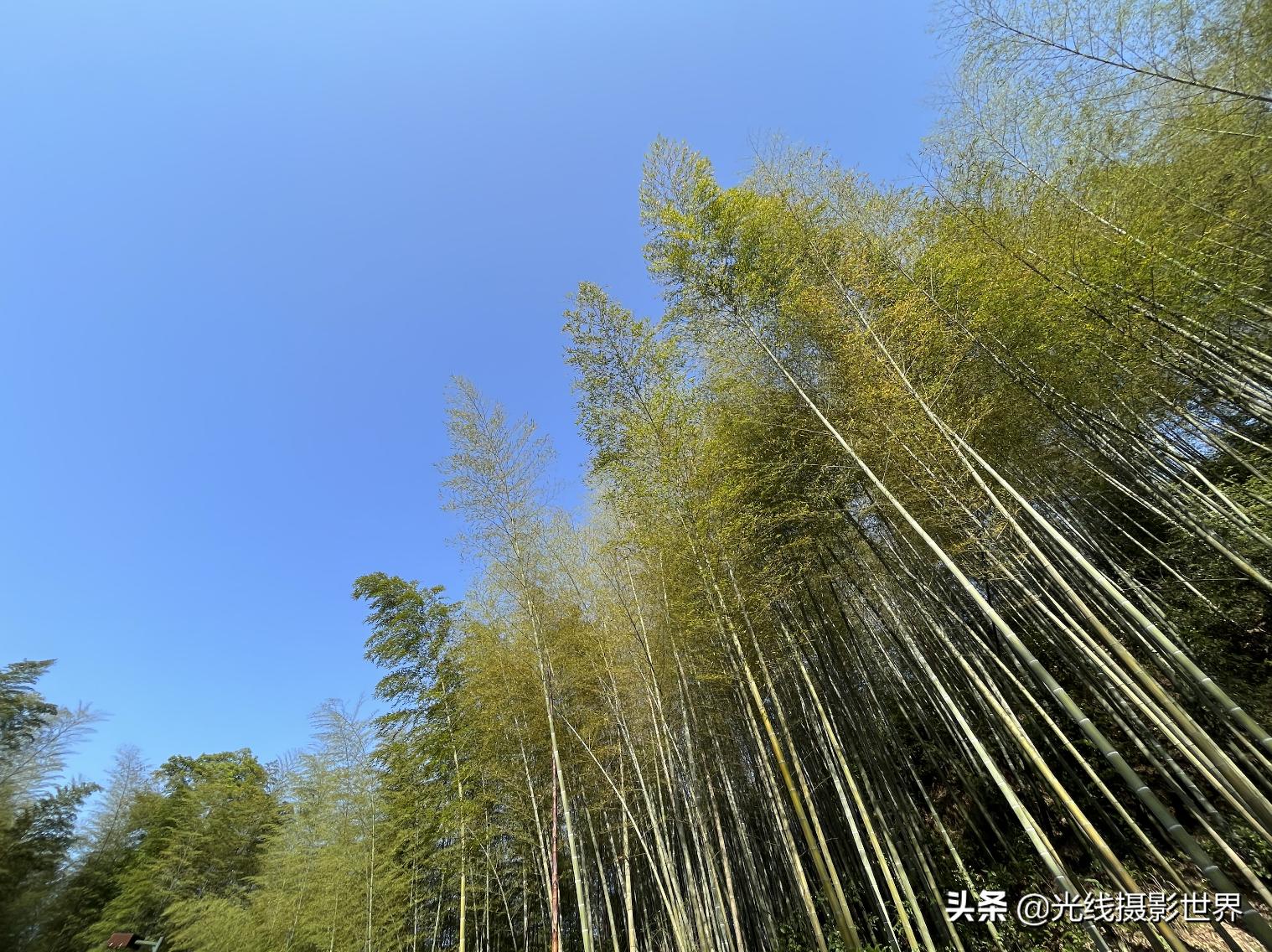 永川茶山竹海风景区门票优惠政策,永川茶山竹海2021年旅游日免费吗