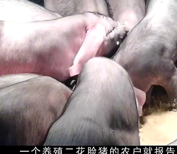 农民饲养天价猪种,中国养殖天价猪致富经