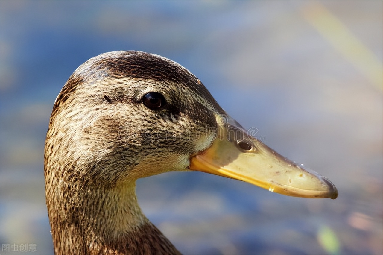 怎么克服杀家禽的恐惧,怎样杀鸡才能减少鸡的痛苦