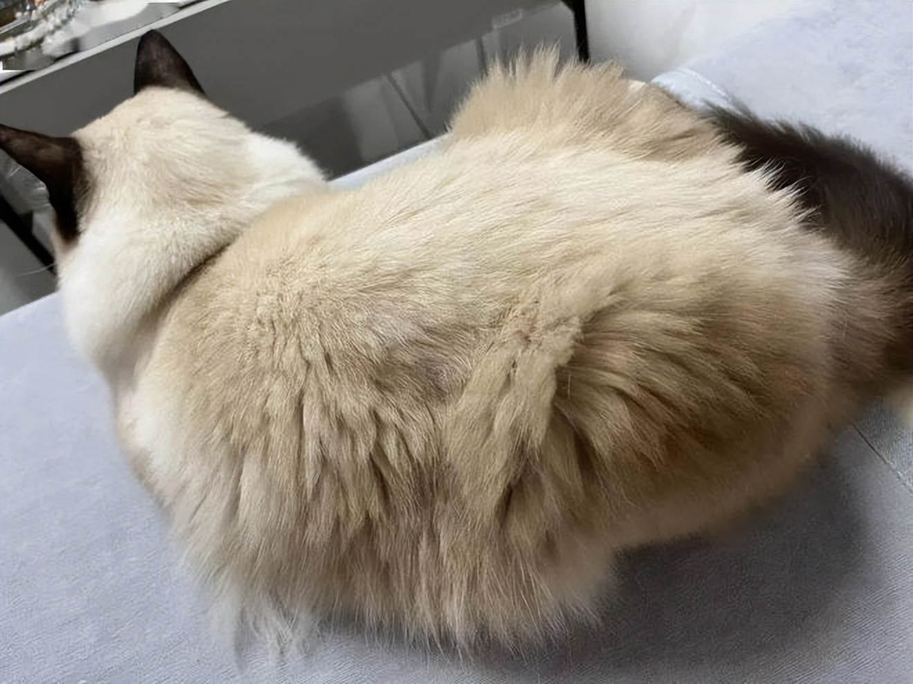 猫咪身上有蒜瓣纹,猫咪毛分层叫蒜瓣毛吗