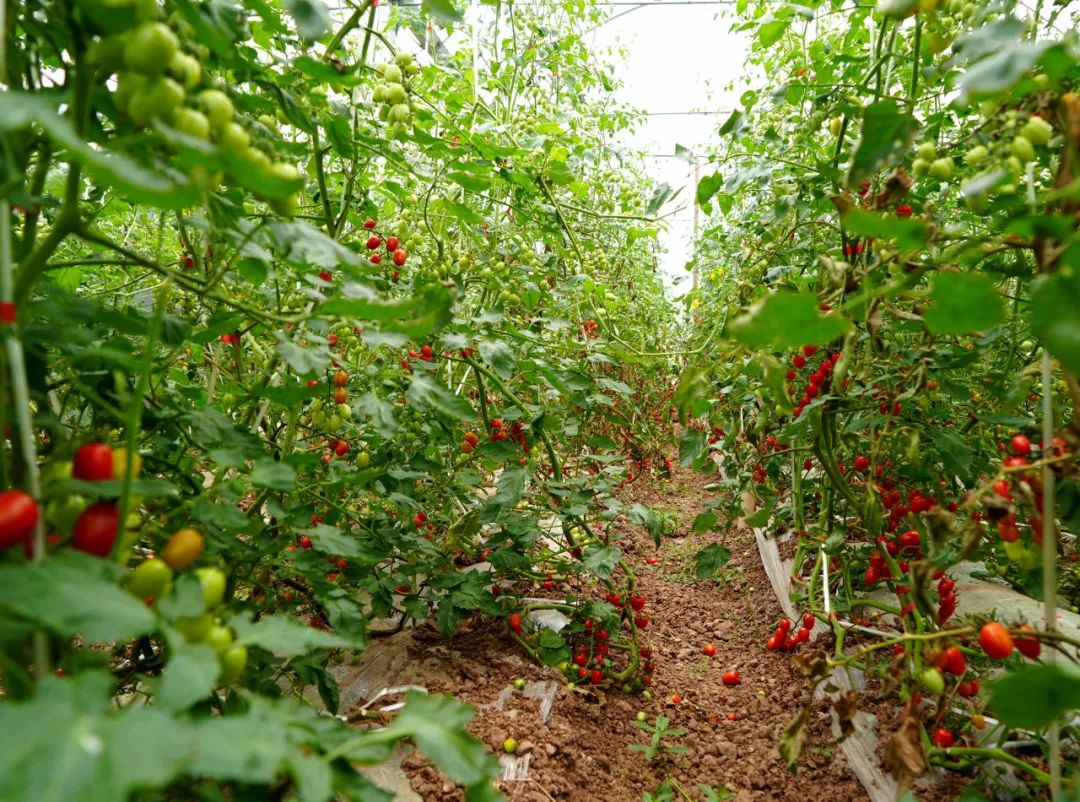 可可爱爱！华硕园里的“高颜值”小番茄成熟啦！