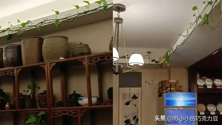 绿萝怎么养才能更旺盛加酱油,用酱油养绿萝怎么样