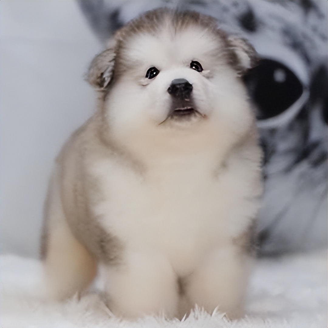 纯种阿拉斯加优缺点,阿拉斯加值不值得养