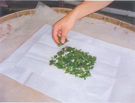 飞蚁防治小妙招,收获蚁怎样保产