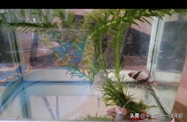 楸煎競涔扮殑姘磋崏閫犳櫙,楸煎競涔板洖鐨勬按鑽夊吇涓嶆椿