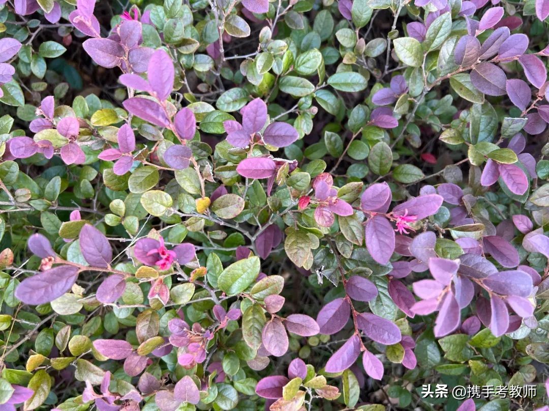 绾㈣姳妾垫湪绉嶆闂磋窛,绾㈣姳妾垫湪瀚佹帴瑙嗛