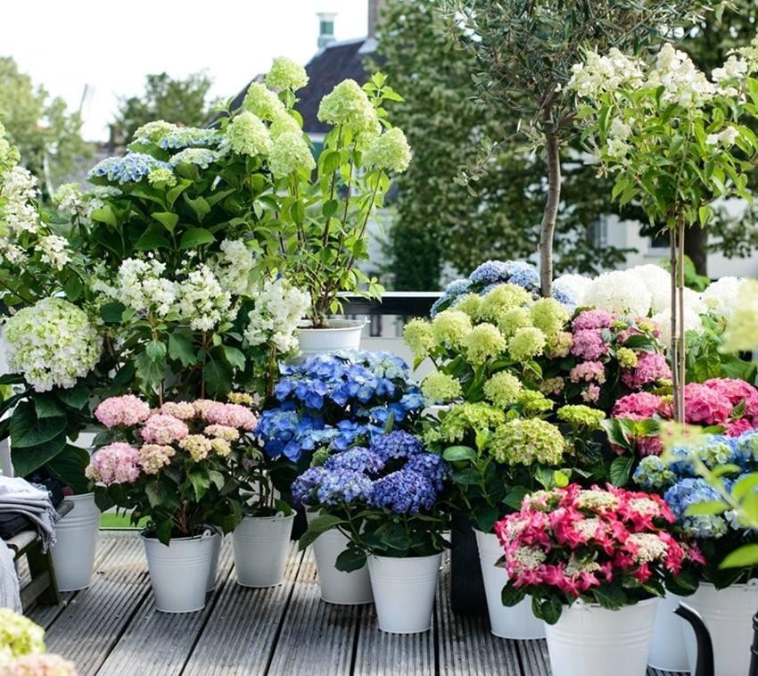 盆栽花卉进货技巧和方法,买盆栽花卉去哪个网站