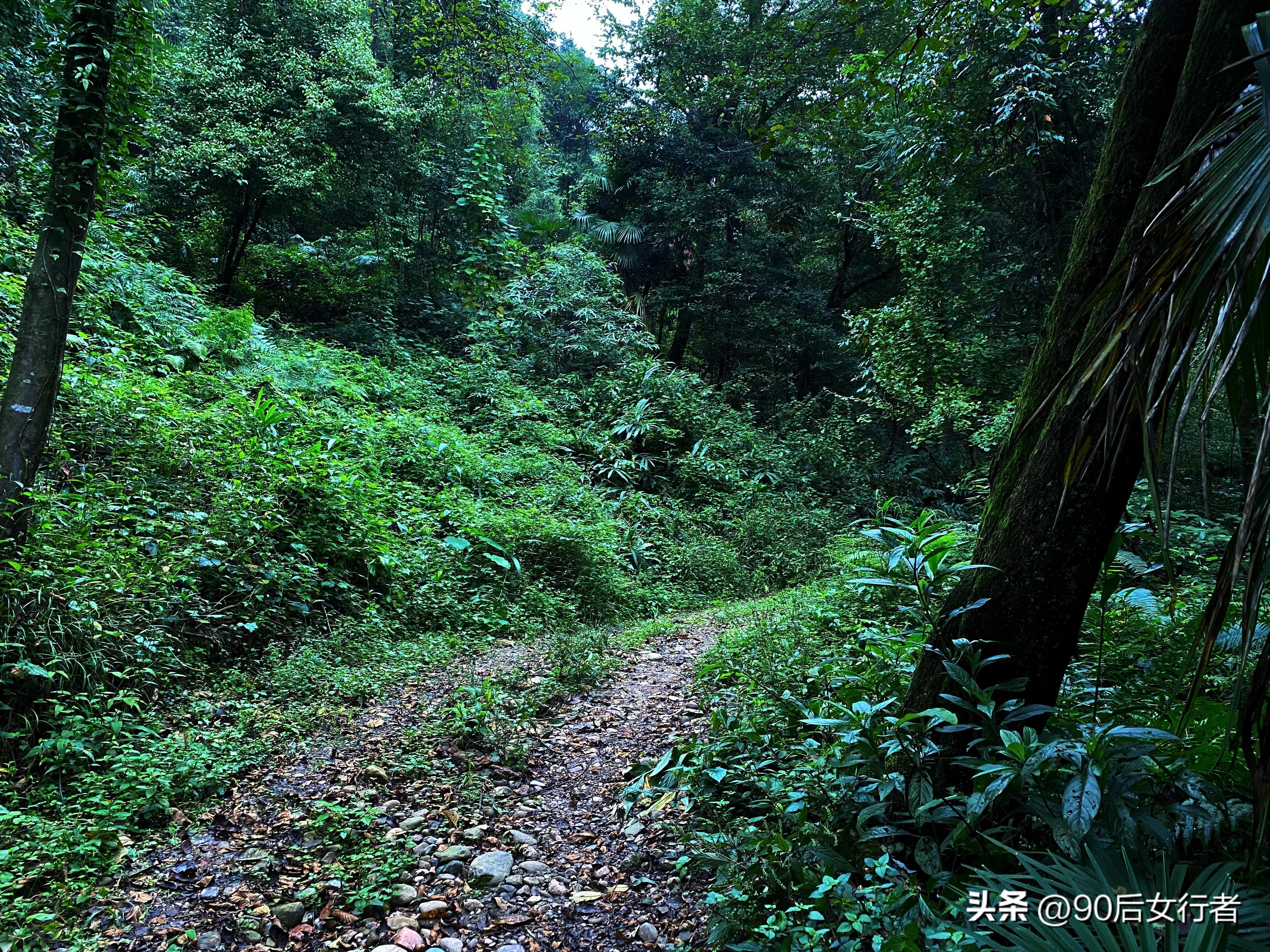 走进山间的小路感受大自然,成都深山老林旅游最好去处