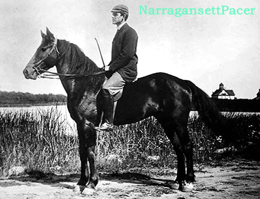 美国骑乘种马AmericanSaddlebred