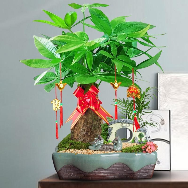 客厅养什么花好看又好养,客厅养什么花好看又好养活