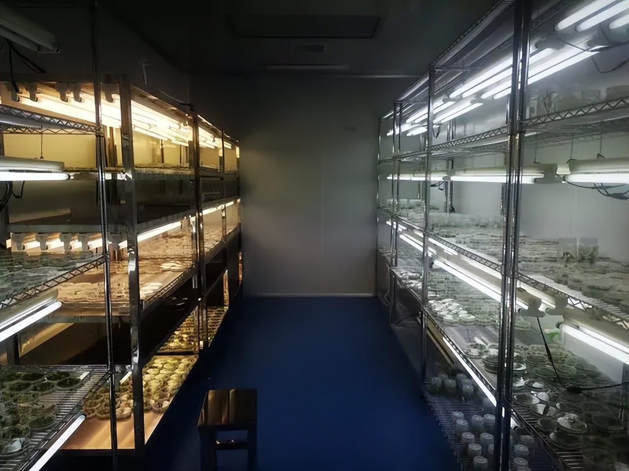 锻造行业“小巨人”,深耕基因编辑育种|专访艾迪晶生物