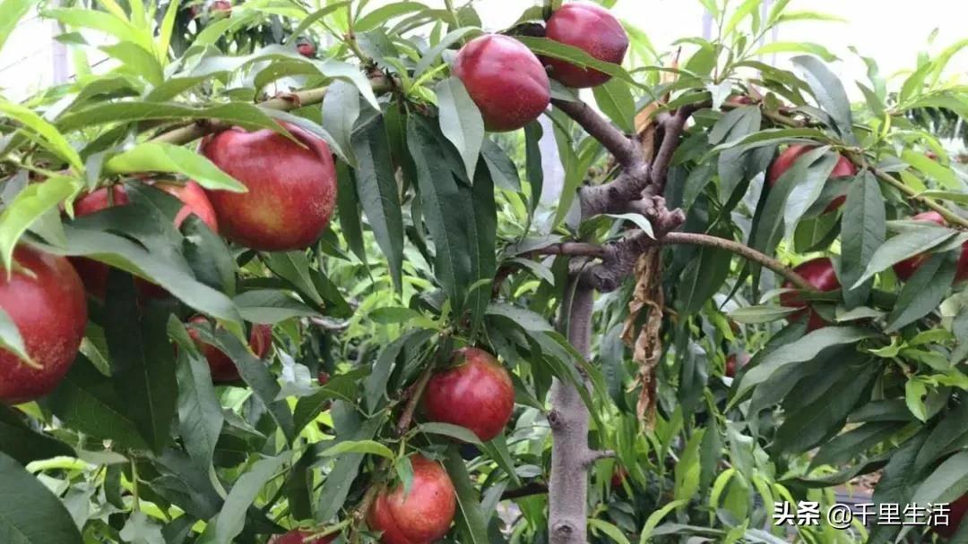 现摘正宗山东蒙阴脆甜黄油桃,山东蒙阴蜜桃之乡的桃子上市啦