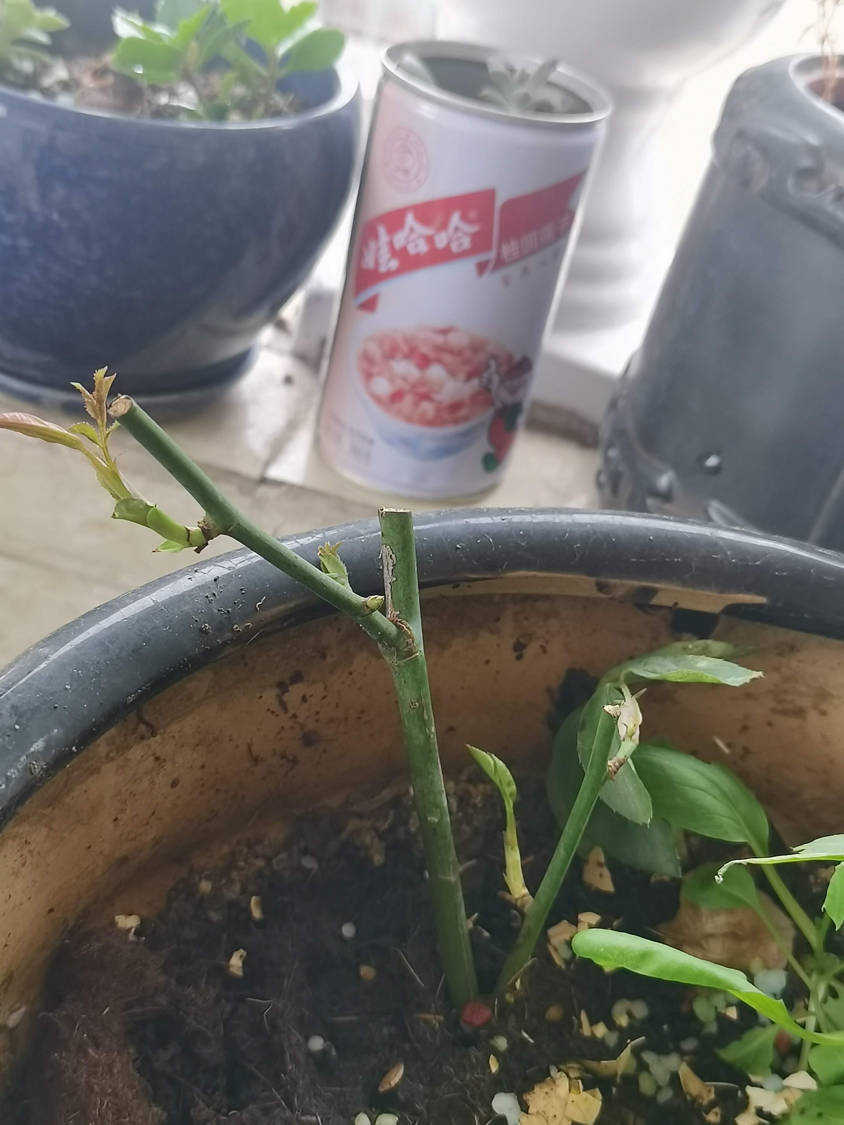 新手养花日记,玫瑰花盆栽多久才能成活