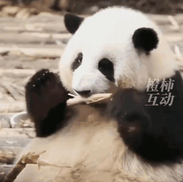 中国十大顶流女明星,顶流女明星穿越电视剧