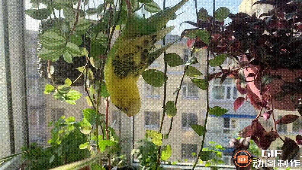 家里的花都被猫弄了怎么办,家里的花被别人摘了怎么办