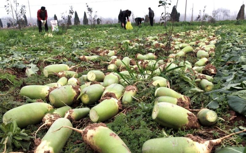 萝卜施硼肥的方法,萝卜糠心的解决方法