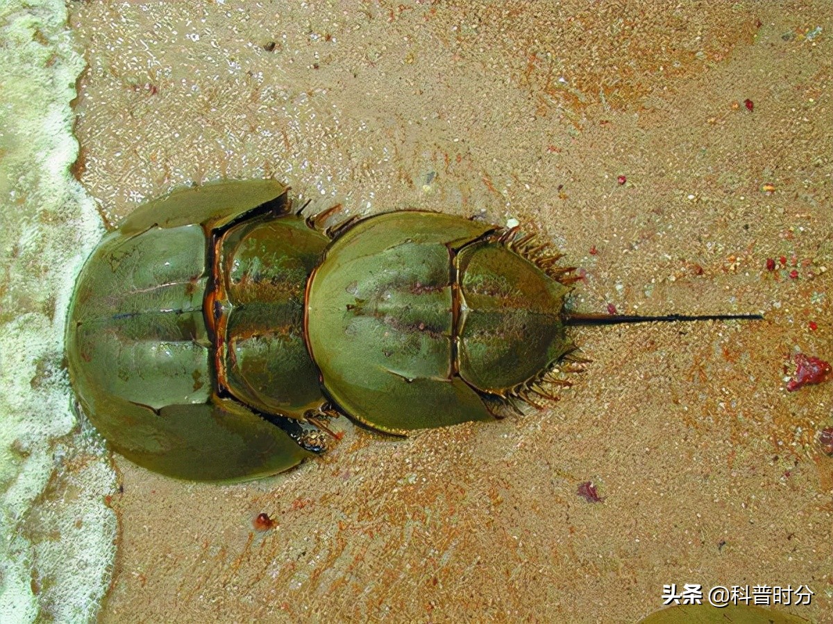 4亿岁生物被疯狂抽血,4亿多年蓝色血液引人类陷入绝境