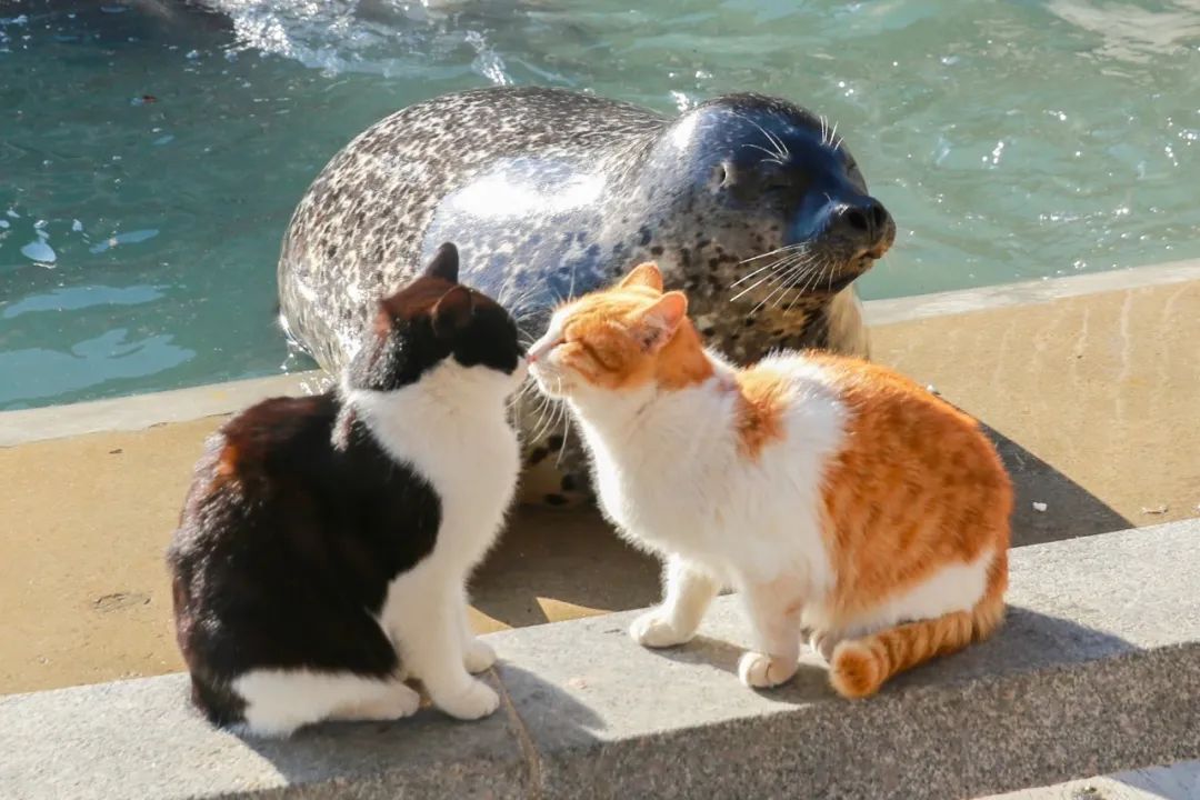 八仙过海各显神通鼠来宝,八仙过海狸猫