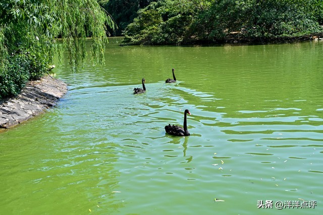 杭州野生动物世界旅游攻略,杭州野生动物世界门票优惠