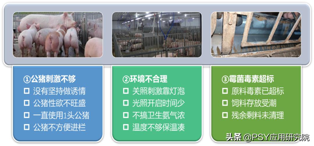 后备母猪不怀孕最佳治疗方法,后备母猪不发情怎么办小妙招