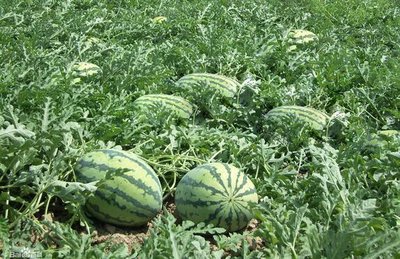 西瓜怎样快速生根提苗,西瓜施什么肥能壮苗