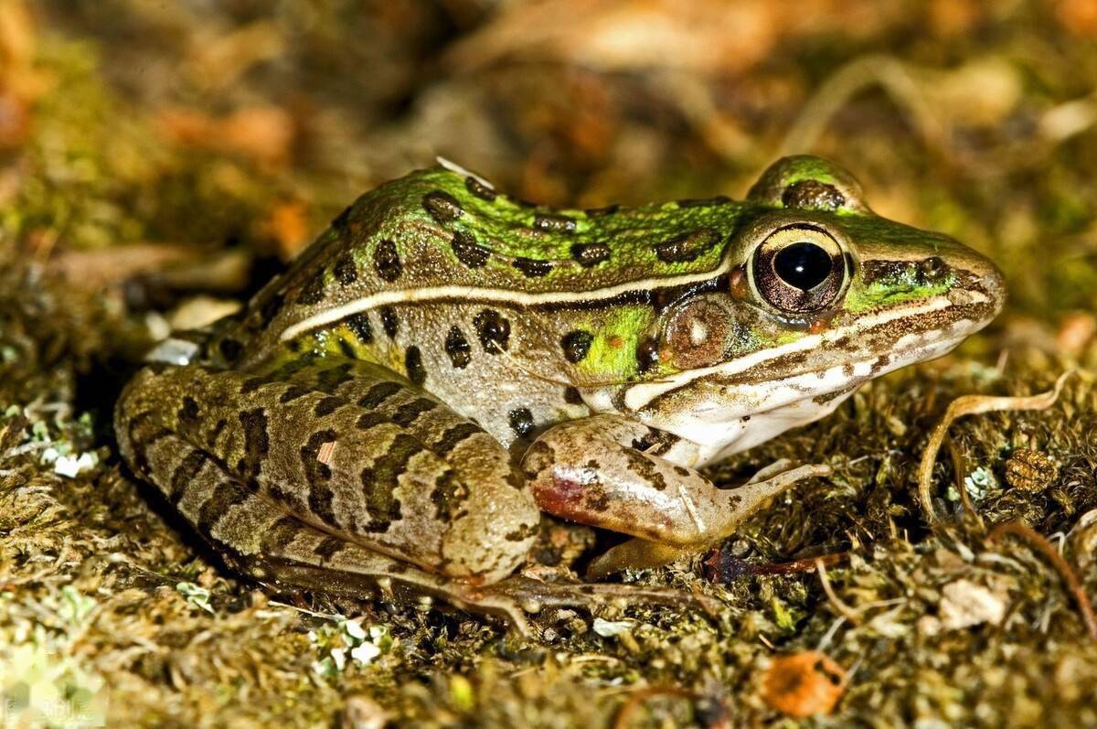 近几年农村出现六大怪现象,农村出现五大奇怪现象