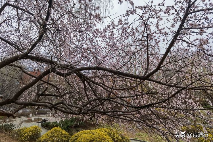 “昔人已乘黄鹤去”，继忠已经离开我们整整一年了