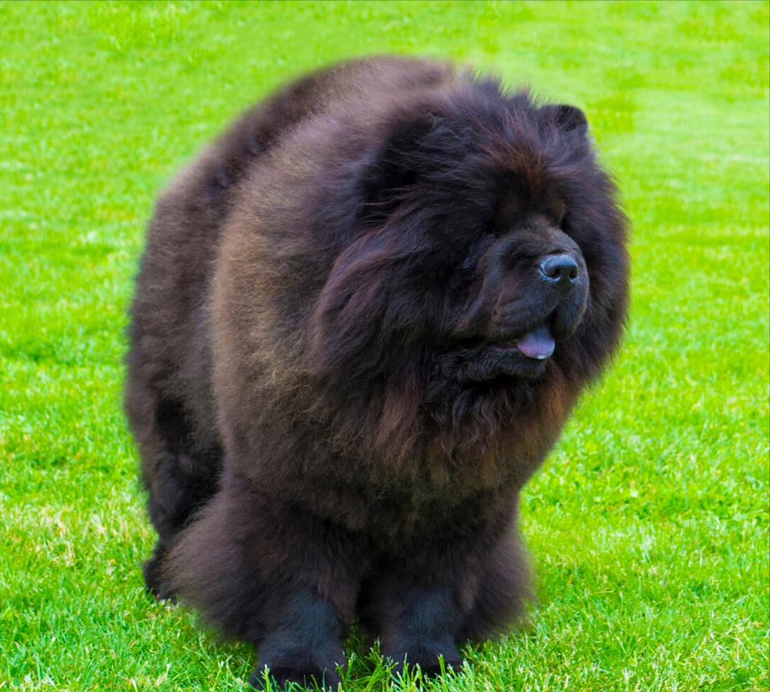 松狮犬的优点和缺点有哪些,土松狮犬优缺点