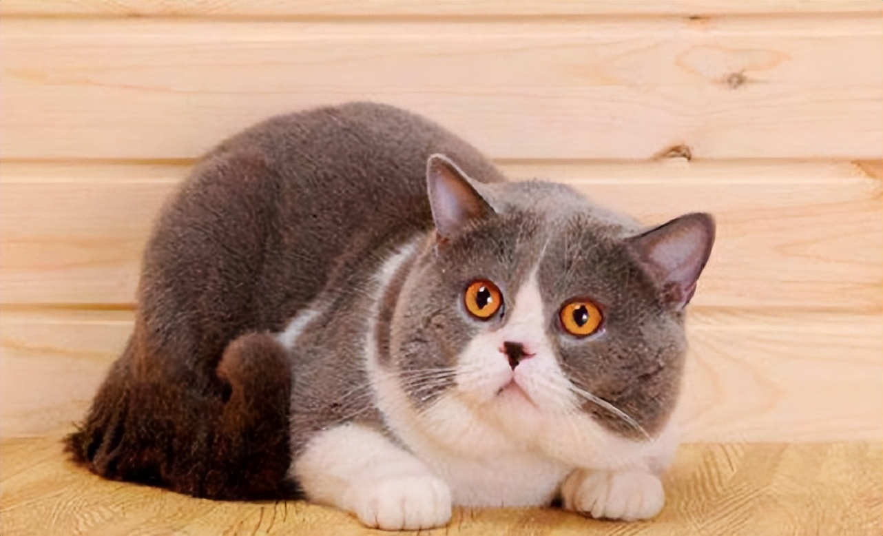 最皮实的猫是什么品种,哪种猫适合新手养比较便宜还好看