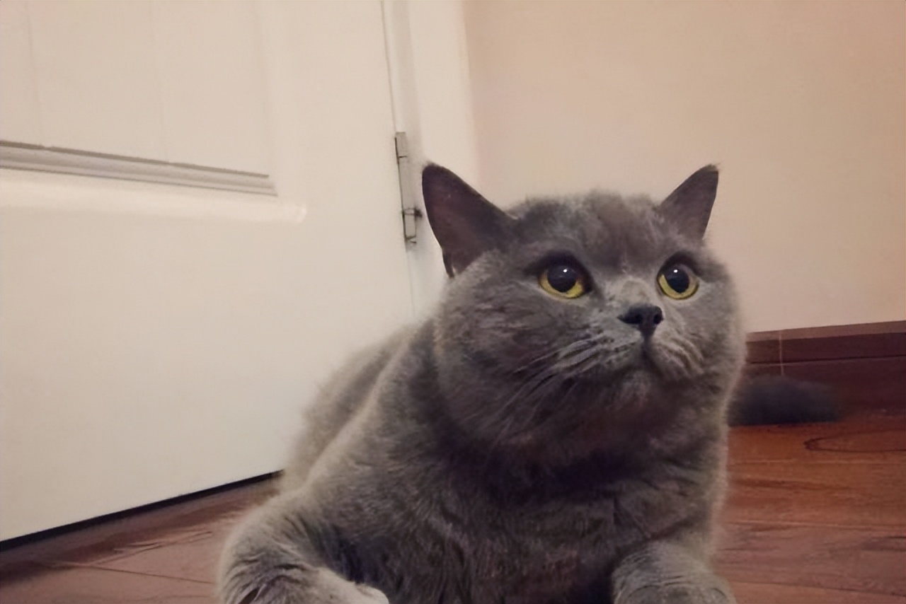 猫咪绝育记仇的表现,猫咪被绝育后有什么好处吗