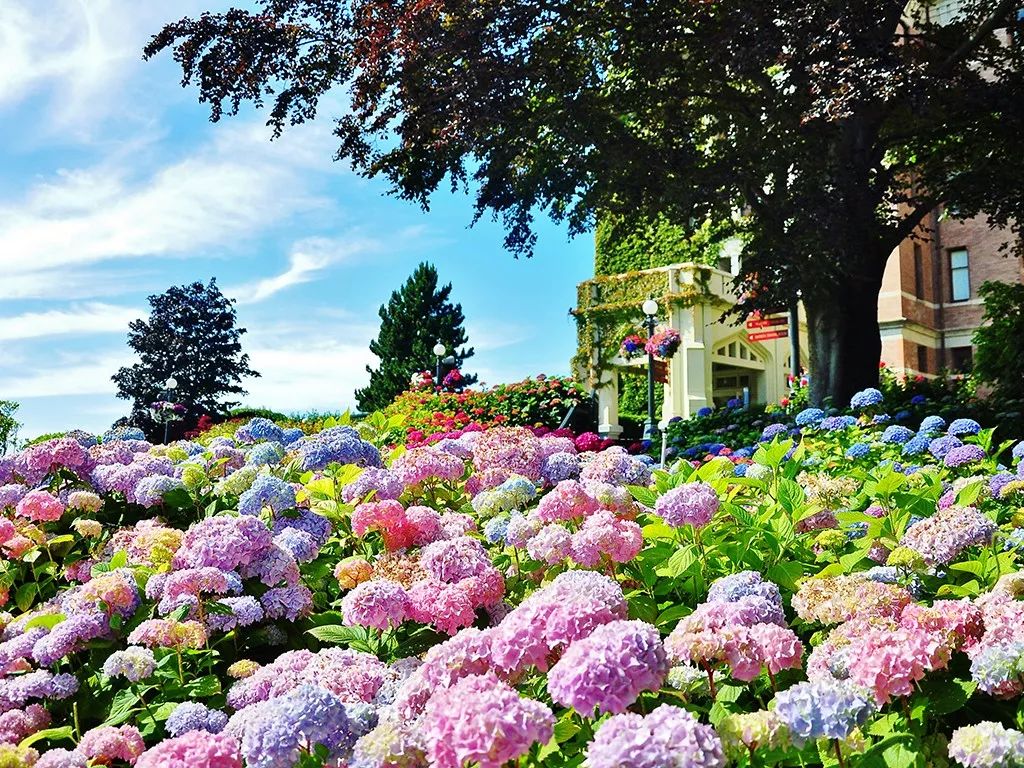 绣球花期一般多久,绣球花期后什么时候修剪