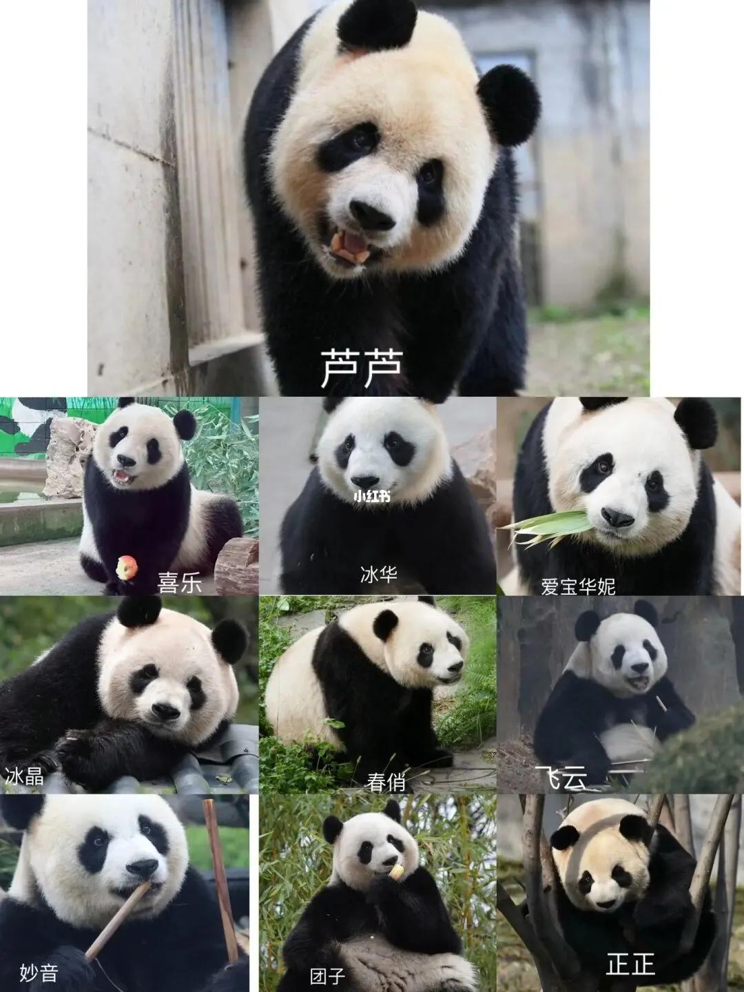 熊猫界几大家族,熊猫的种类有多少种