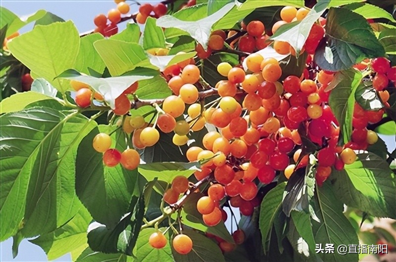 走绿色发展之路推动县域经济发展,走绿色发展之路开生态富民之花