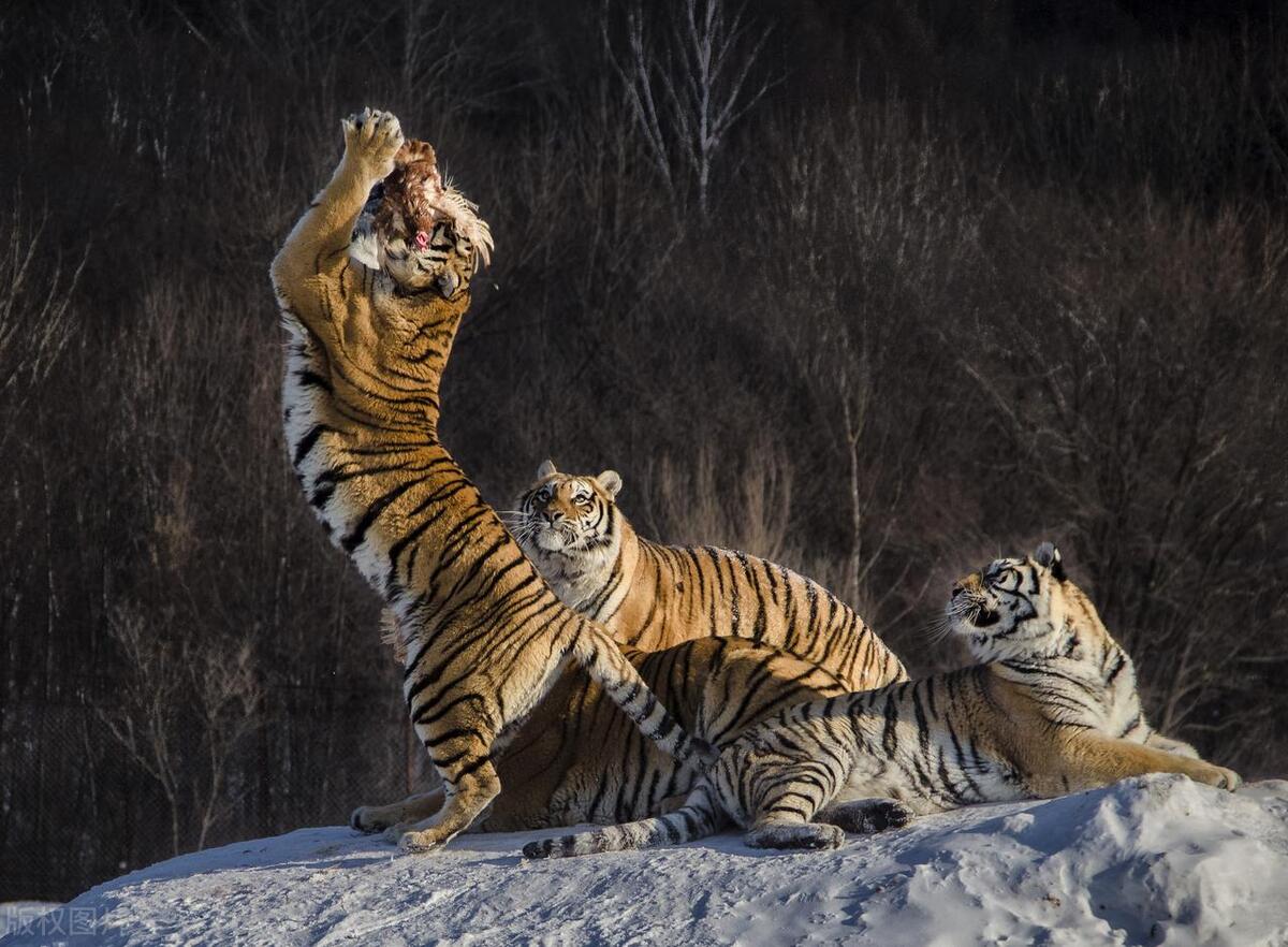 十二生肖之虎古风,十二生肖之虎模板
