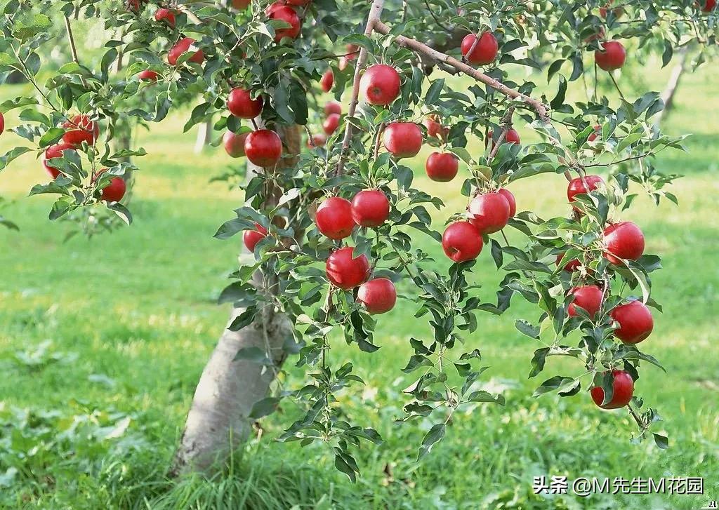 各种不同的蔬菜水果,不同颜色的蔬菜水果