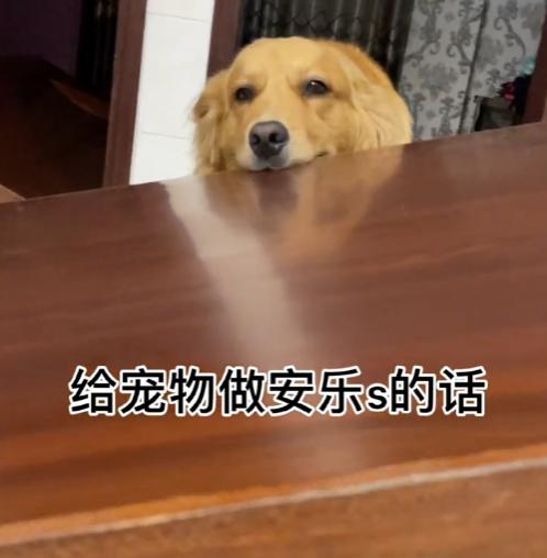 网红金毛coco到底是得了什么病,金毛coco离世原视频