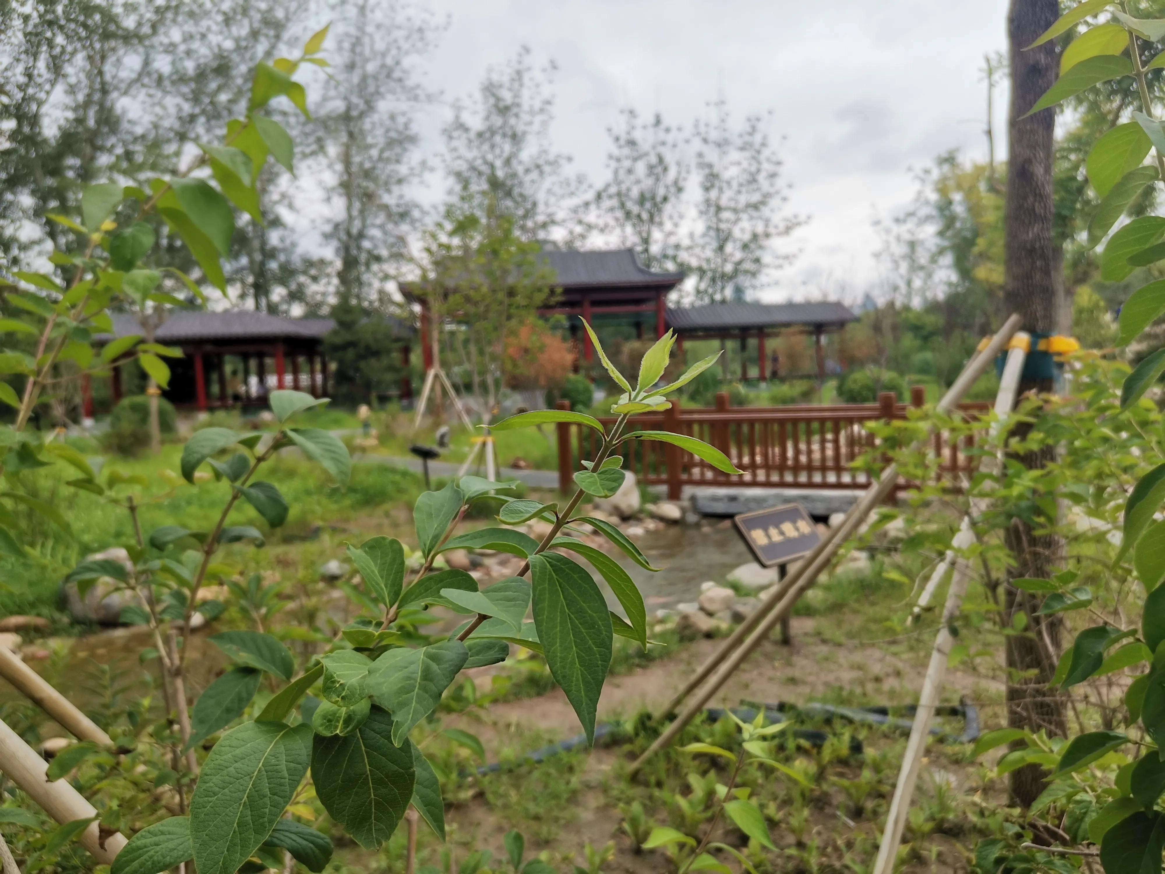 大雨过后的天津,大雨后的公园视频