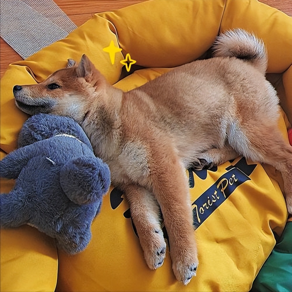 狗会旺主人的特征,一条狗有这几种表现说明智商很低