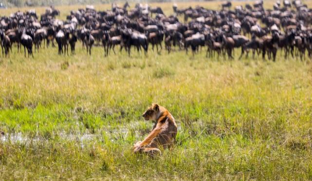 为什么角马长得像牛却叫马,角马长得明明像牛为何叫马
