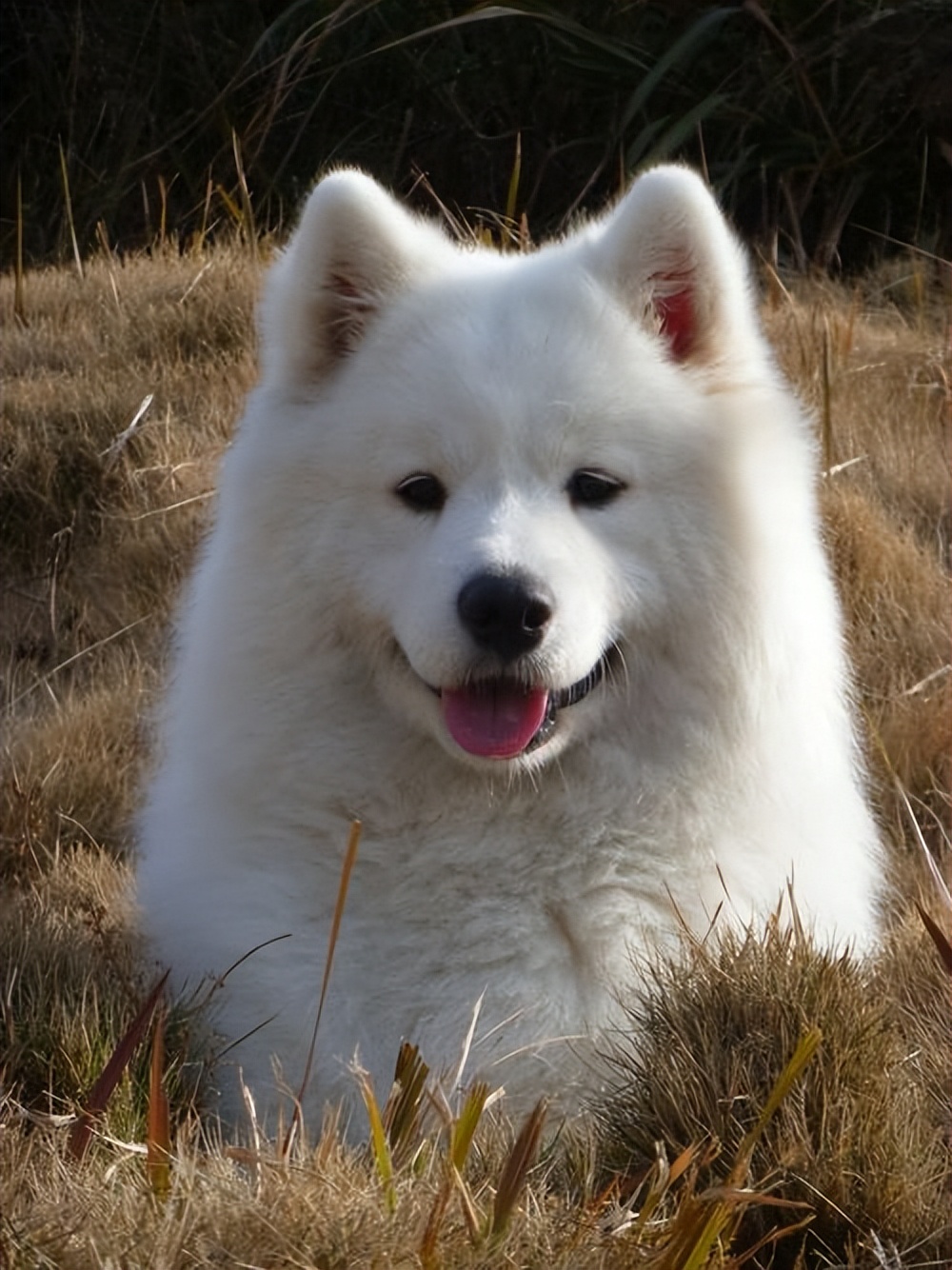 最不建议养的五种狗,这5种狗怎么感觉很少人养