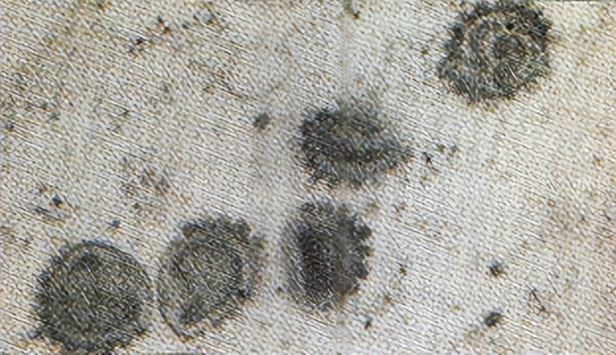 鲤鱼鳃霉病的治疗,鲤鱼烂鳃病是什么样的