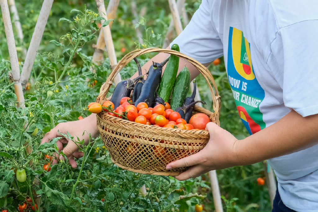 常熟沙家浜夏天游玩,沙家浜体验项目