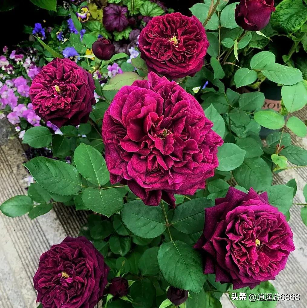 月季花美图,皇宫月季花花苞不密集