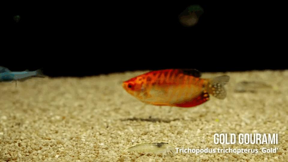 热带观赏鱼长视频,各种热带观赏鱼介绍